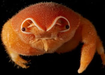 Cientistas descobrem 149 novas espécies nas profundezas do oceano
