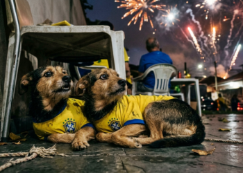 Copa 2026: saiba como proteger os pets com medo de fogos de artifício