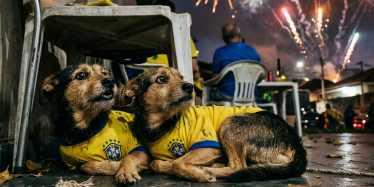 Copa 2026: saiba como proteger os pets com medo de fogos de artifício