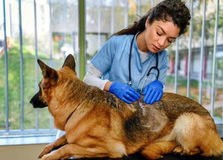 Dermatite é uma das doenças mais comuns em cães; veja o que diz expert