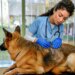 Dermatite é uma das doenças mais comuns em cães; veja o que diz expert