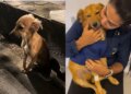 Destino une tutora e cão após reviravolta e emergências médicas