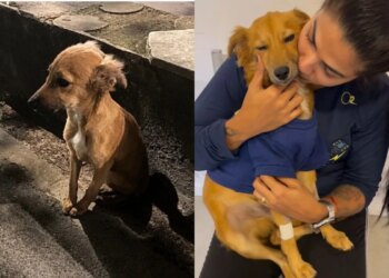 Destino une tutora e cão após reviravolta e emergências médicas