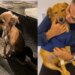 Destino une tutora e cão após reviravolta e emergências médicas