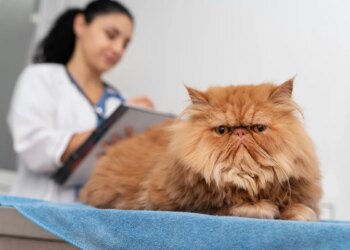 Doença renal crônica é uma das maiores ameaças à saúde dos gatos