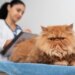 Doença renal crônica é uma das maiores ameaças à saúde dos gatos