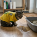Estresse durante jogos da Copa pode causar crise urinária em gatos