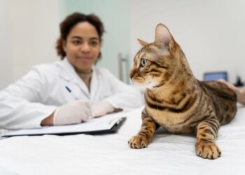FIV e FeLV em pets pode ser grave, mas não é uma sentença de morte