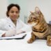 FIV e FeLV em pets pode ser grave, mas não é uma sentença de morte
