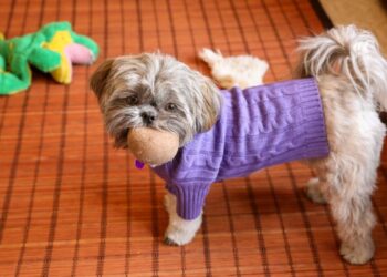 Festa junina com cães: cuidados essenciais para um arraiá seguro