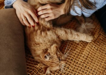 Frio agrava doenças articulares em pets; descubra 3 sinais de alerta