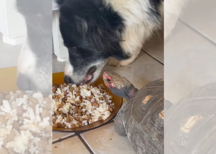 Jabuti viraliza ao intimidar cachorro no olhar para roubar comida