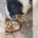 Jabuti viraliza ao intimidar cachorro no olhar para roubar comida