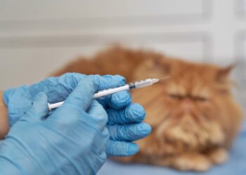 Jamais esqueça de vacinar seu pet adulto, alerta veterinária