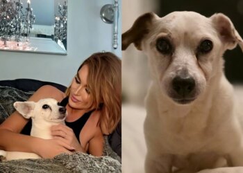 Mulher tatua cinzas de cachorro nas pálpebras; saiba o motivo