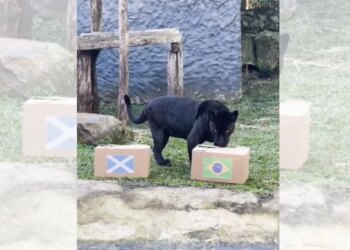 Onça-preta "entra em campo" e prevê vitória do Brasil sobre a Escócia