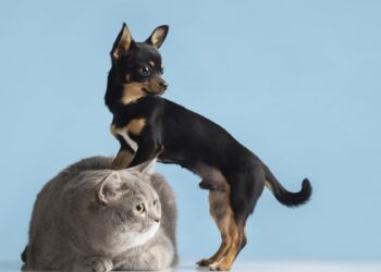 Parasitas em casa: veterinária alerta para riscos em pets
