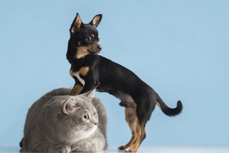 Parasitas em casa: veterinária alerta para riscos em pets