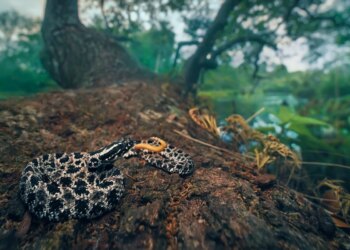 Patógenos ameaçam cobras e podem levar algumas espécies à extinção, diz estudo
