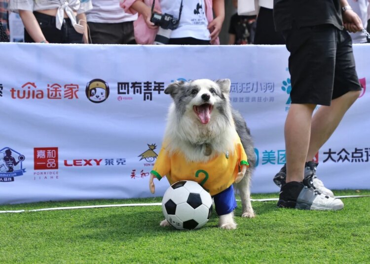 Pets na Copa: gritos, TV alta e alimentos populares oferecem riscos