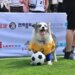 Pets na Copa: gritos, TV alta e alimentos populares oferecem riscos