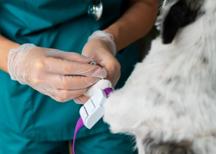 Pets são homenageados por doações de sangue e salvam centenas de vidas