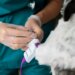 Pets são homenageados por doações de sangue e salvam centenas de vidas