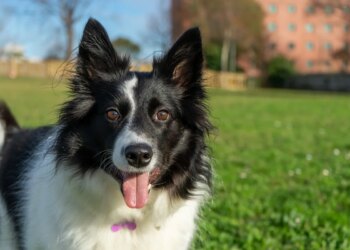 Quais remédios simples não podem ser usados por collies e vira-latas