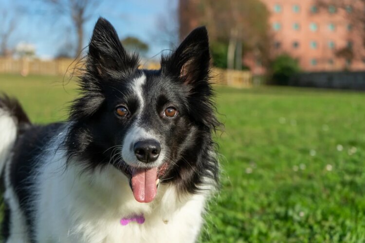 Quais remédios simples não podem ser usados por collies e vira-latas