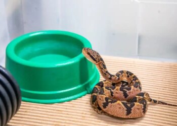 Serpente ameaçada da Mata Atlântica dá à luz 6 filhotes no Butantan