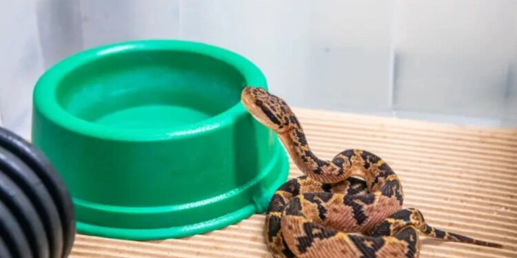 Serpente ameaçada da Mata Atlântica dá à luz 6 filhotes no Butantan