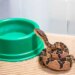 Serpente ameaçada da Mata Atlântica dá à luz 6 filhotes no Butantan