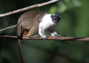 Solteiro cobiçado no Pará: primata busca namorada para evitar extinção