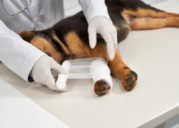 Veterinário revela 7 sinais de problemas ortopédicos nos cães