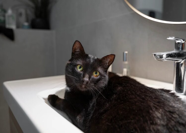 Xampus humanos e erros no banho caseiro ameaçam a saúde dos pets