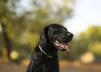 Além de labrador e husky: veja as 10 raças de cães mais enérgicas