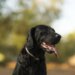 Além de labrador e husky: veja as 10 raças de cães mais enérgicas