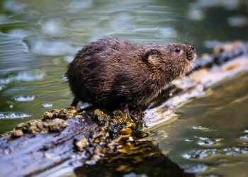 Após 2 décadas de extinção, mamífero é reintroduzido em seu habitat