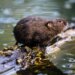 Após 2 décadas de extinção, mamífero é reintroduzido em seu habitat