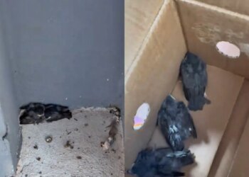 Biomédica resgata aves atropeladas em estacionamento de shopping