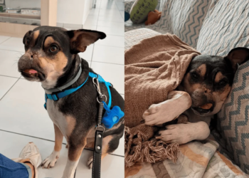 Cão Coragem: pet que sofreria eutanásia é resgatado e ganha nova vida