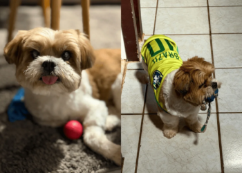 Cão de abrigo pode levar até 3 meses para se adaptar; confira dicas