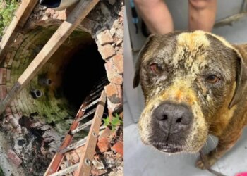 Cão se assusta com fogos de artifício e cai em poço de quase 5 metros