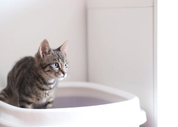 Erros na escolha da caixa de areia geram estresse e doenças em gatos