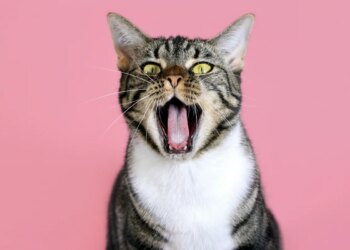 Gato não é desapegado: entenda o jeito certo de dar carinho