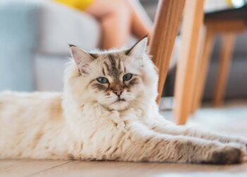 Gato "gigante": aposte em prateleiras e nichos para o bem-estar do pet