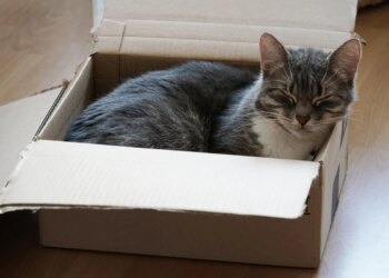 Gatos amam brincar com caixas e até barbante, mas veterinária faz alerta