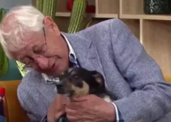 Idoso de 80 anos emociona ao pedir que adotem seu cachorro: "Me perdoe"
