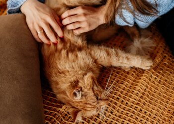 O que fazer em casa para combater o estresse e a obesidade em gatos