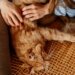 O que fazer em casa para combater o estresse e a obesidade em gatos